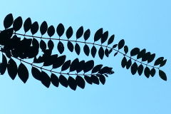 branch_silhouette