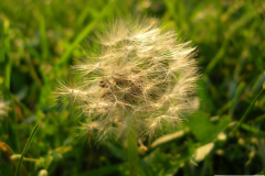 dandelion