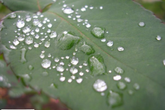 dewdrops