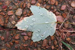 leaf-and-stones